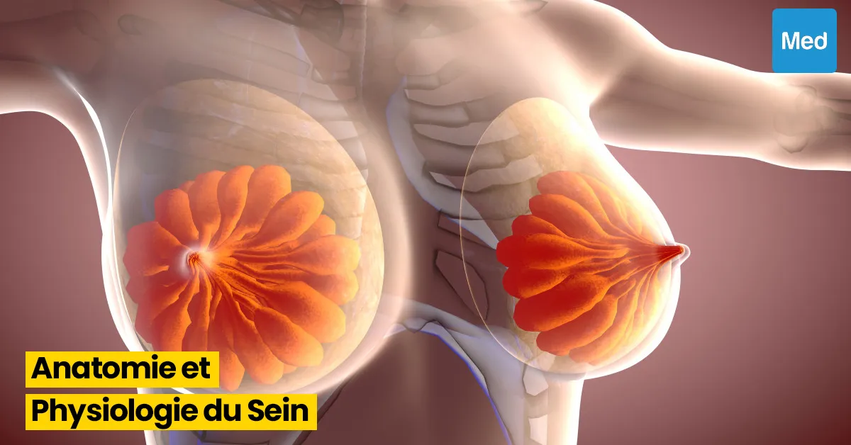 Comprendre l'Anatomie et la Physiologie du Sein